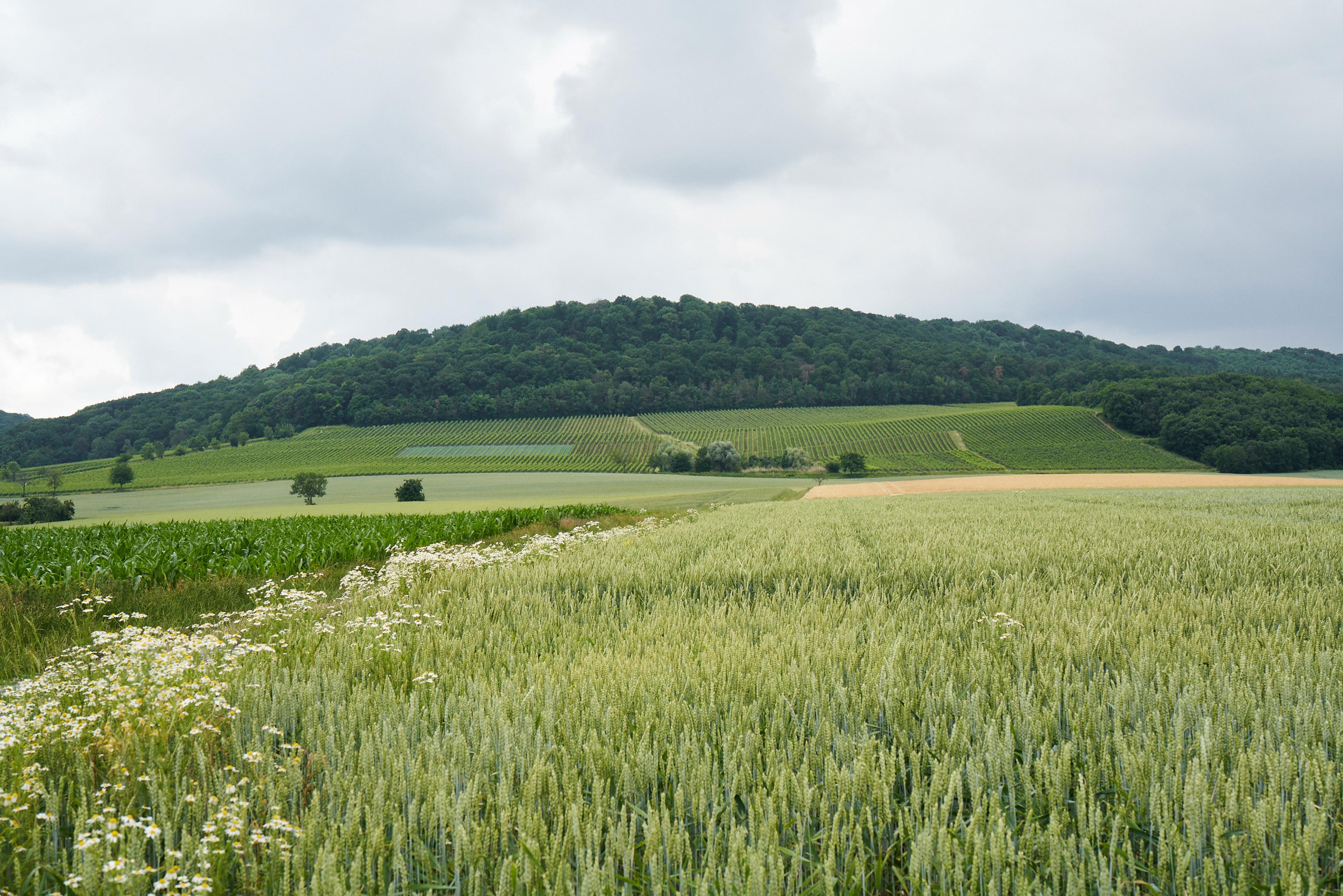 Grüne Getreidefelder vor bewaldetem Hügel unter bewölktem Himmel