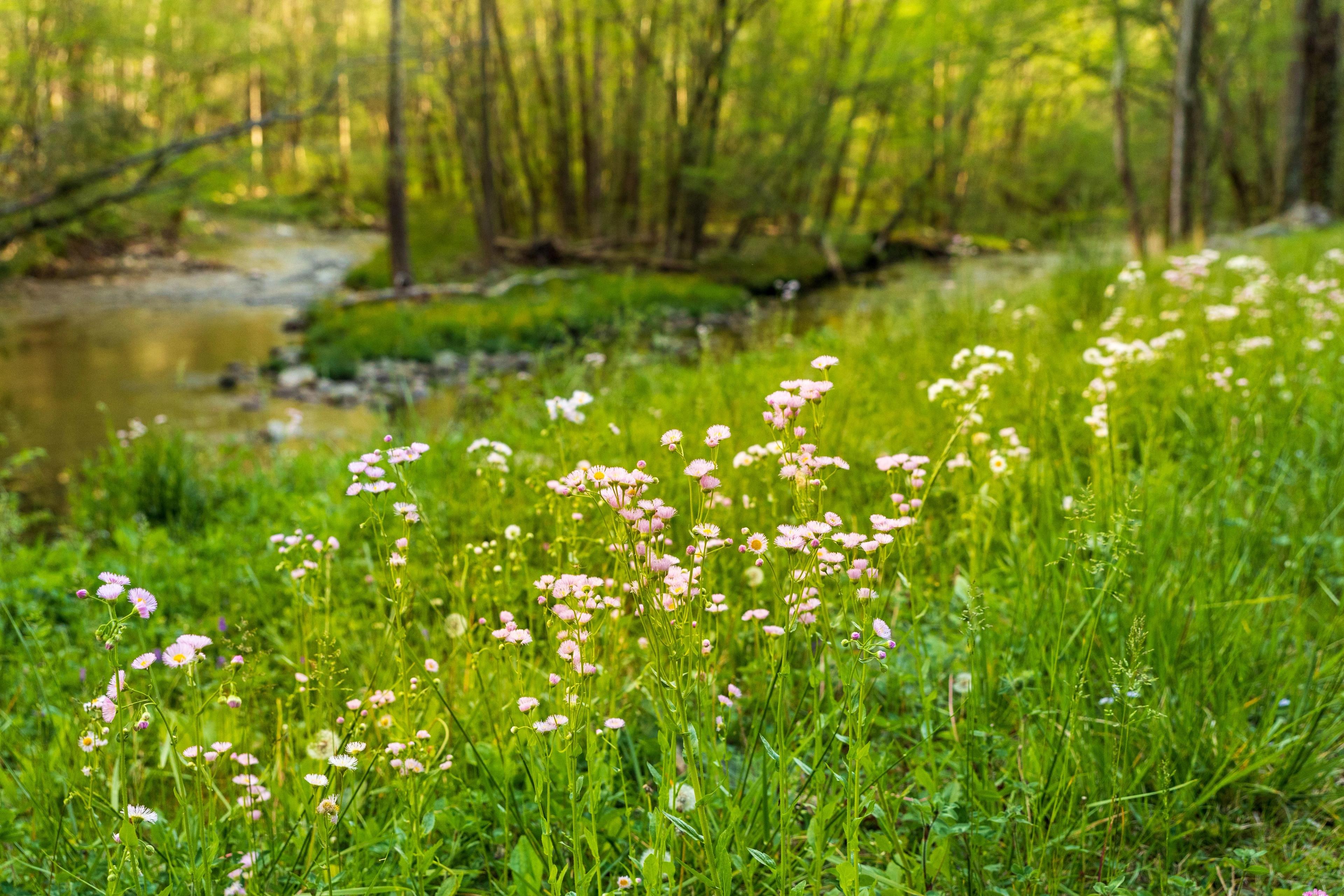 Wiese mit kleinen weißen und rosa Blüten neben einem Bach in einem grünen Wald