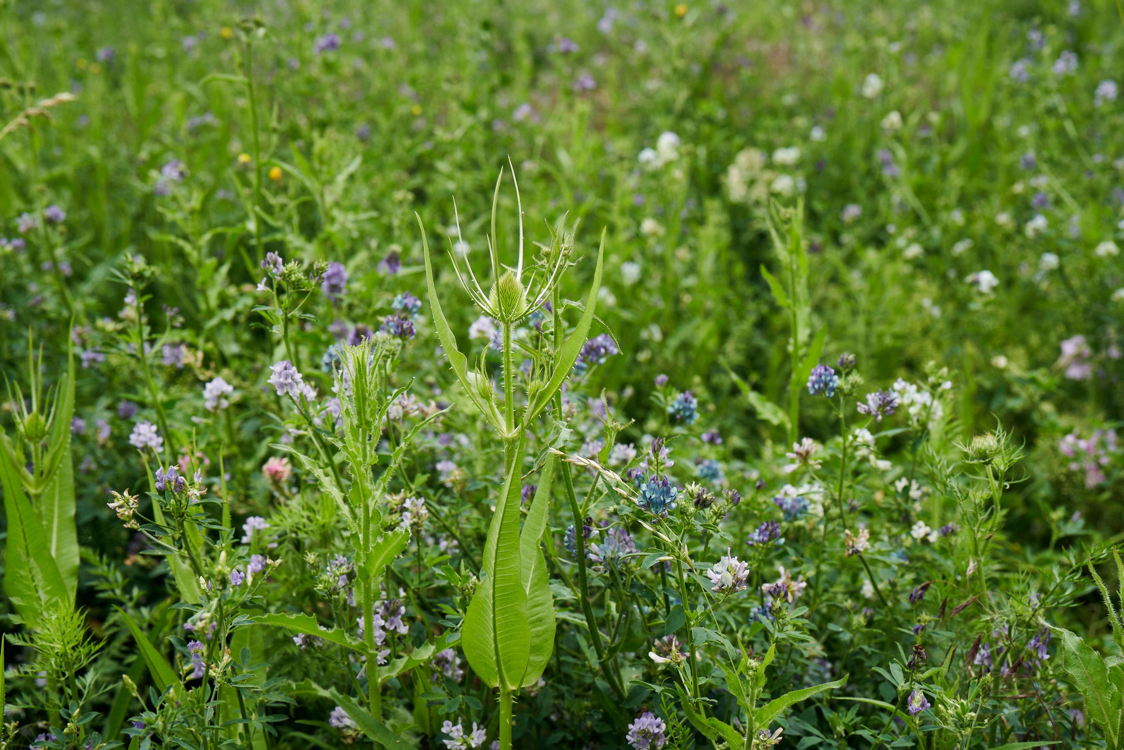 Grüne Wiese mit verschiedenen Wildblumen und einer auffälligen Pflanze mit langen, spitzen Blättern in der Mitte
