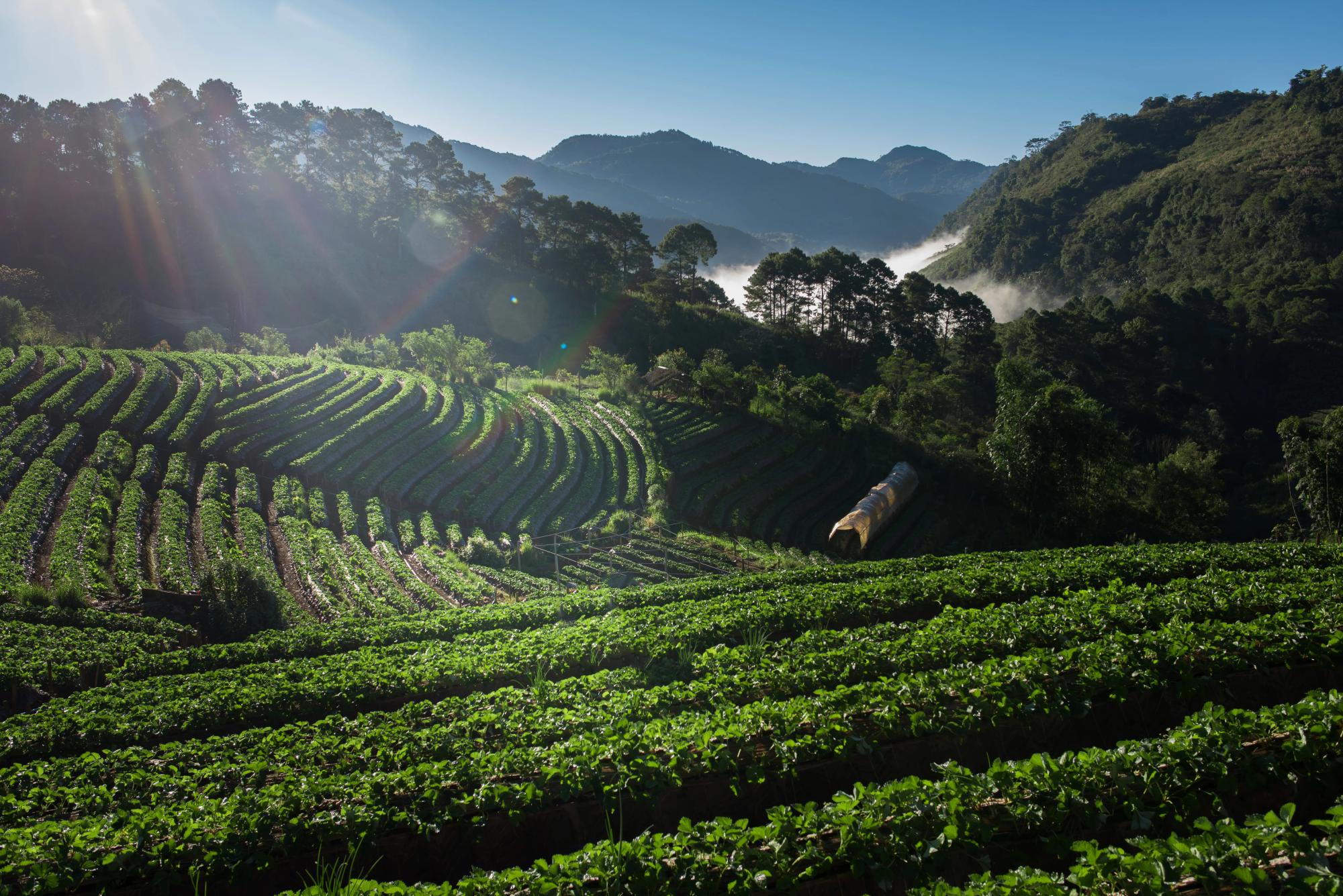 How SLN Has Grown Beyond Coffee