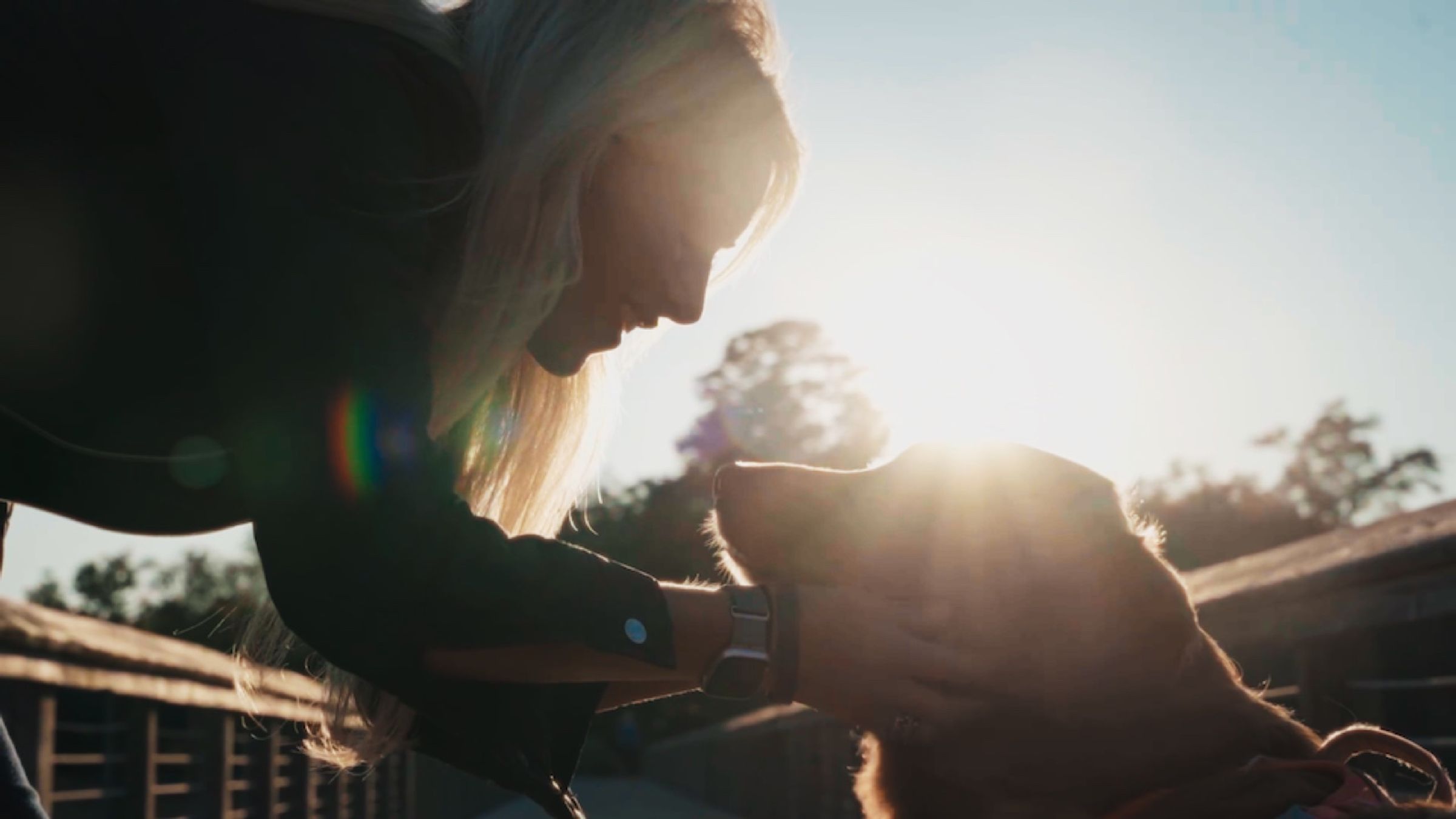 Silhouette of a woman greeting a rescue dog at golden hour