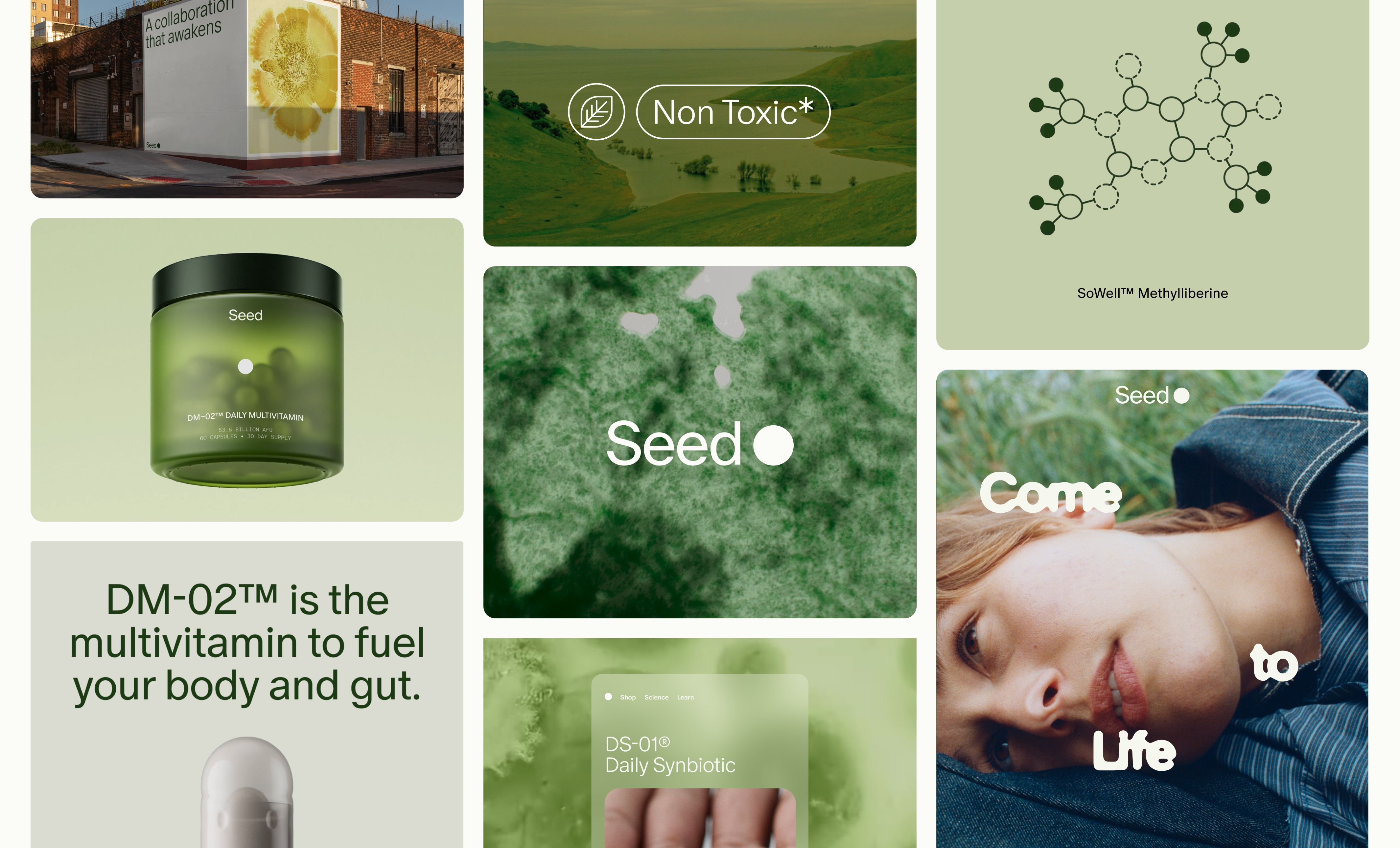 Seed