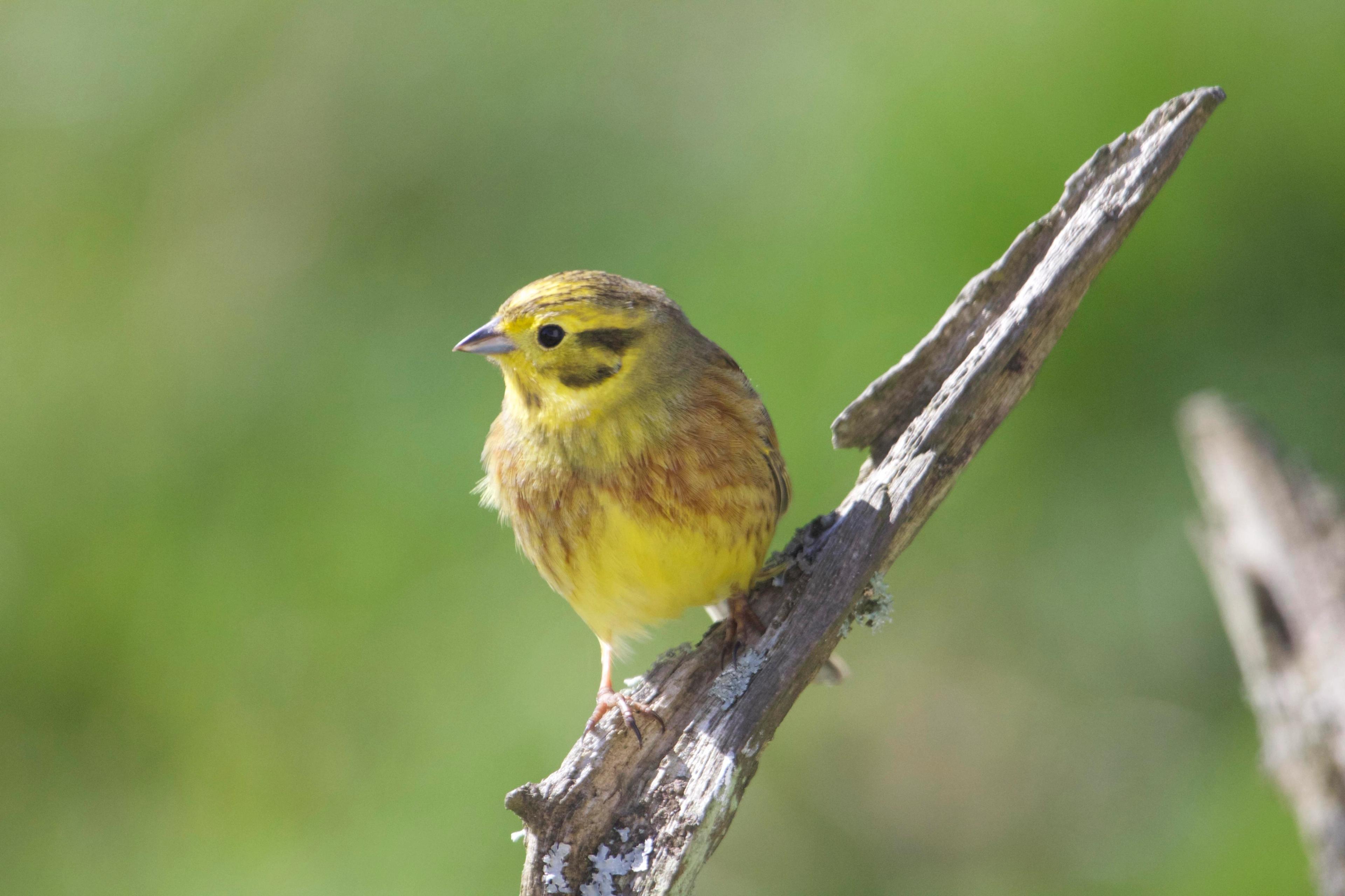 Yellowhammer