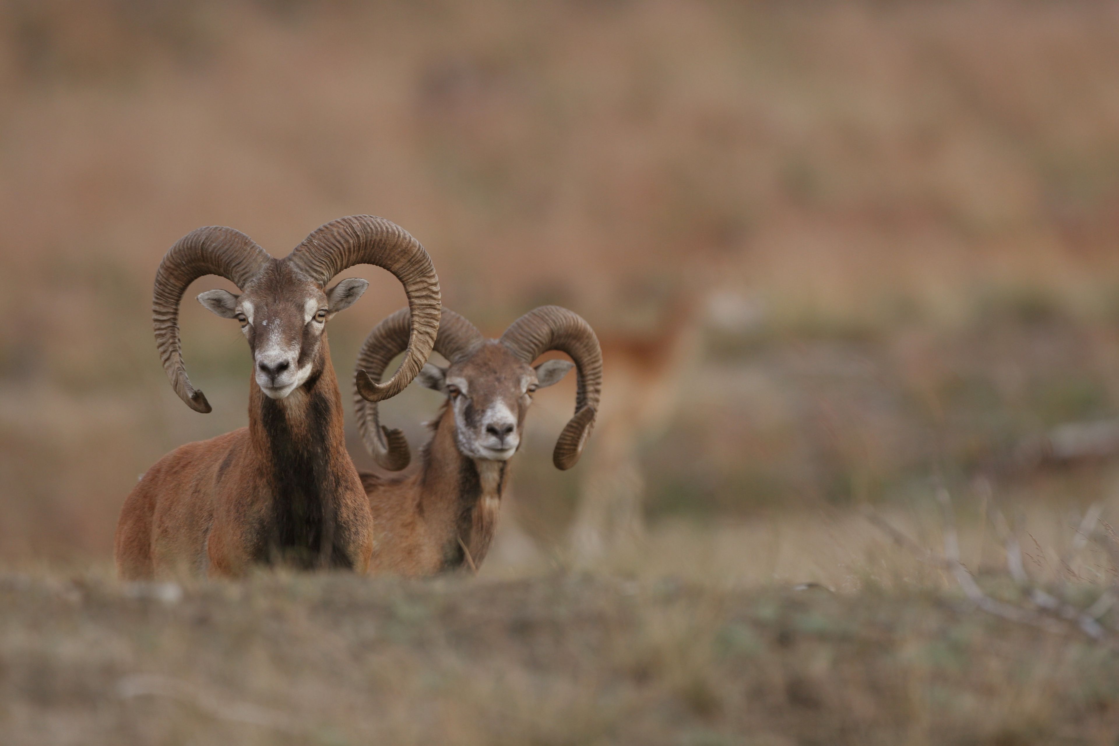 Foto van twee moeflons met grote, gekrulde horens in een natuurlijke, droge omgeving. Focus ligt op de dieren op de voorgrond met een wazige achtergrond