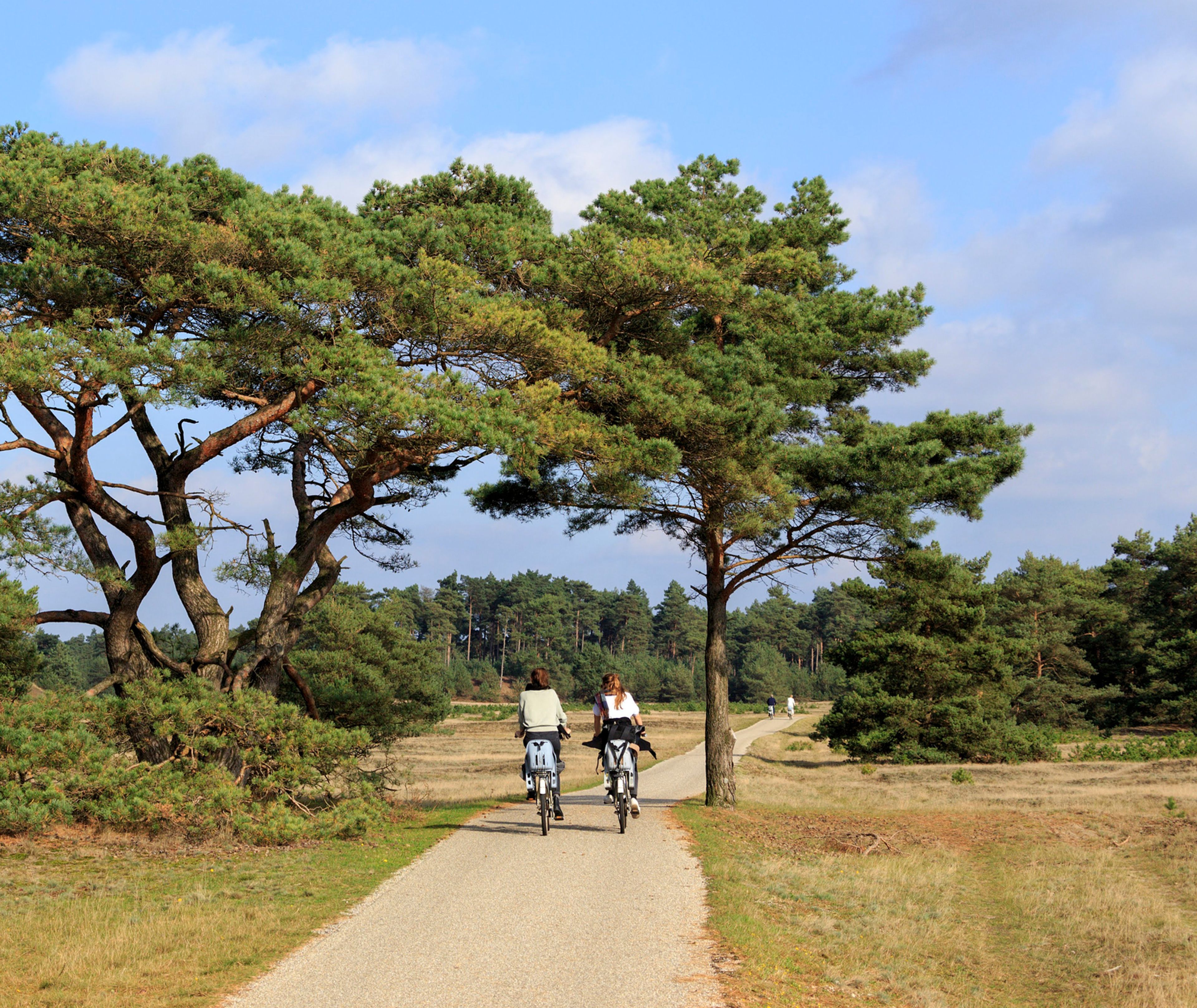 Foto van een fietspad door Het Nationale Park De Hoge Veluwe, met hoge bomen, gras, onder een blauwe lucht met enkele wolken. Twee fietsers rijden over het pad