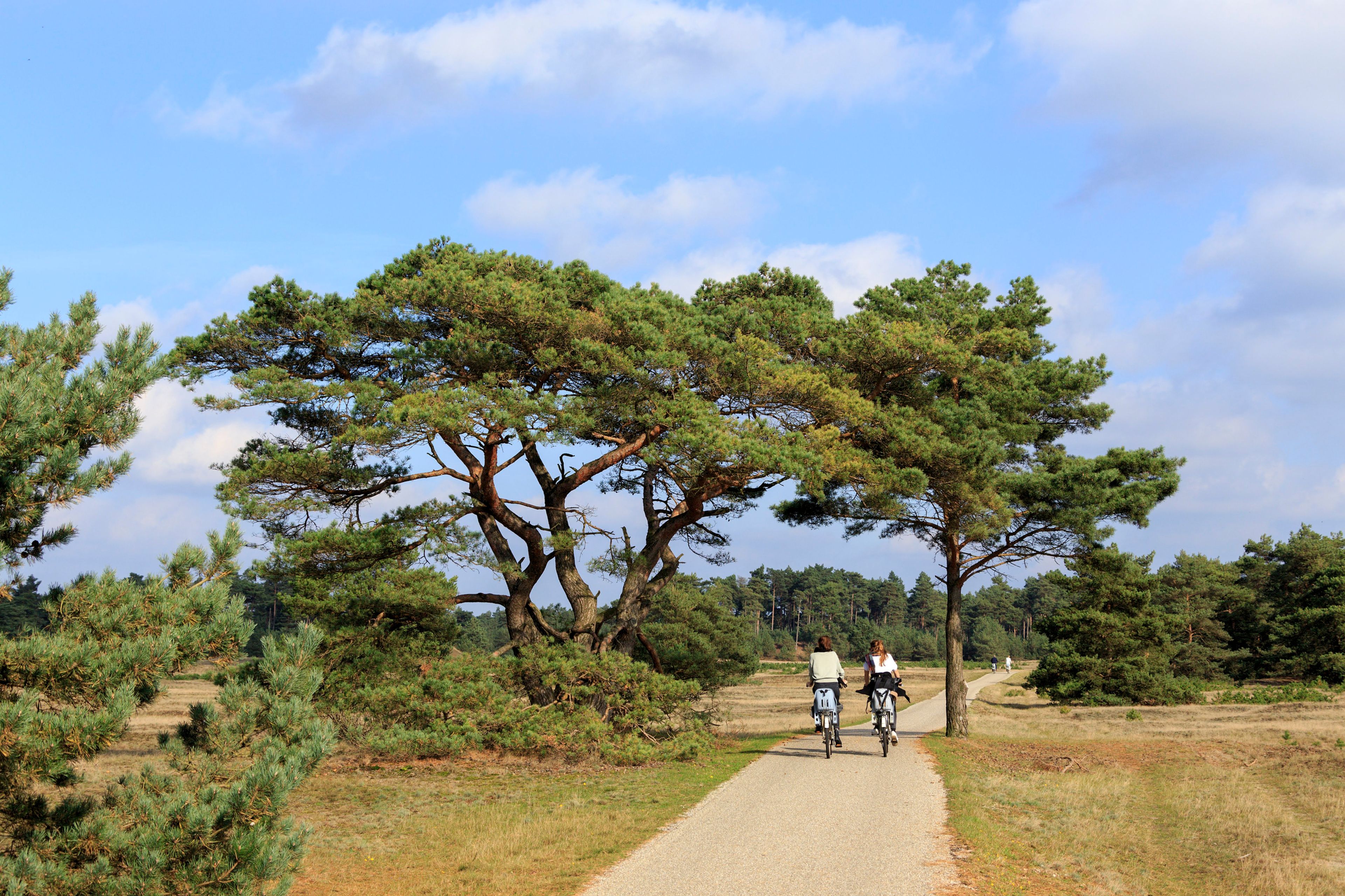 Foto van een fietspad door Het Nationale Park De Hoge Veluwe, met hoge bomen, gras, onder een blauwe lucht met enkele wolken. Twee fietsers rijden over het pad