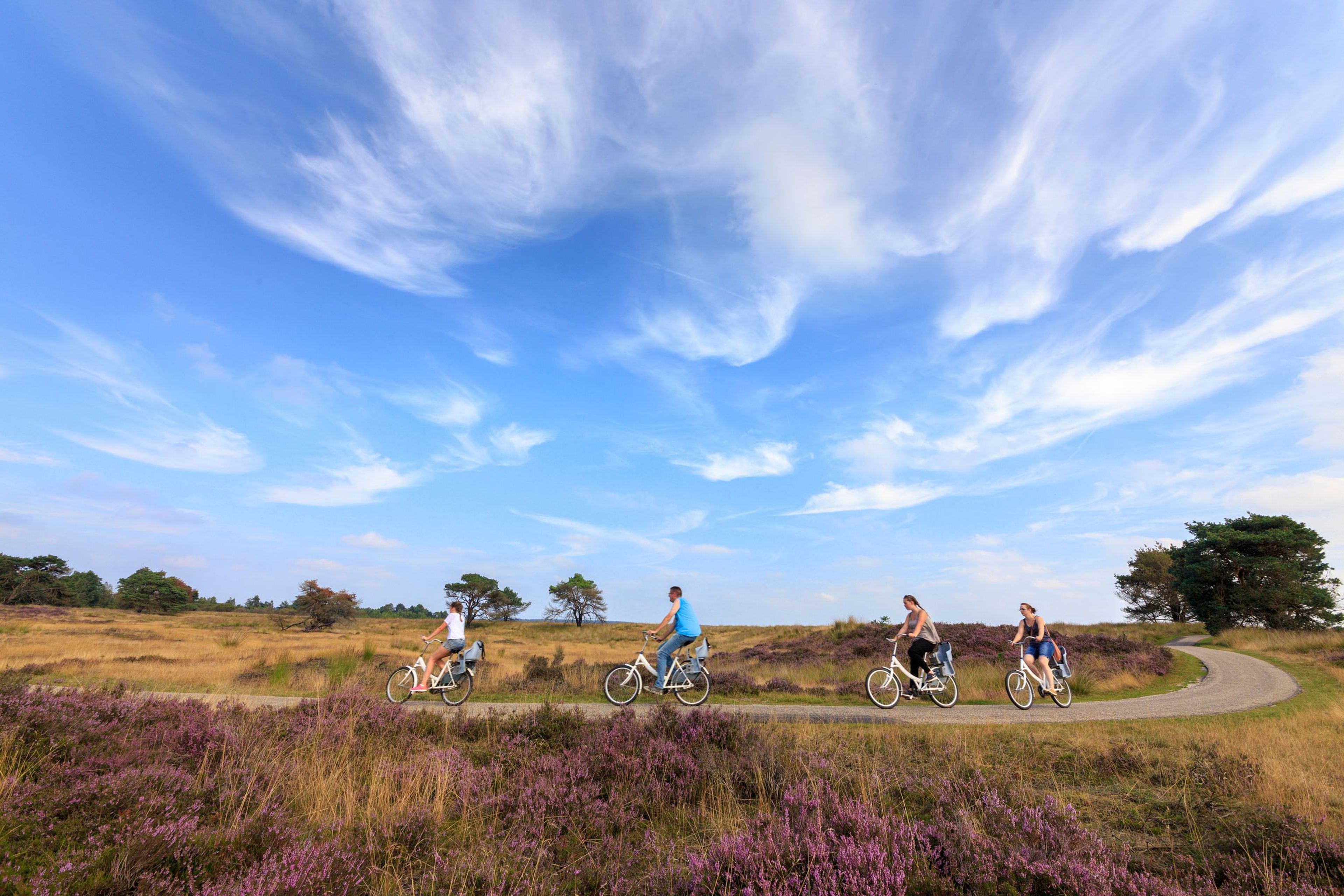 Vier fietsers in Het Nationale Park De Hoge Veluwe. Vooraan bloeit de heide, het pad kronkelt er doorheen.