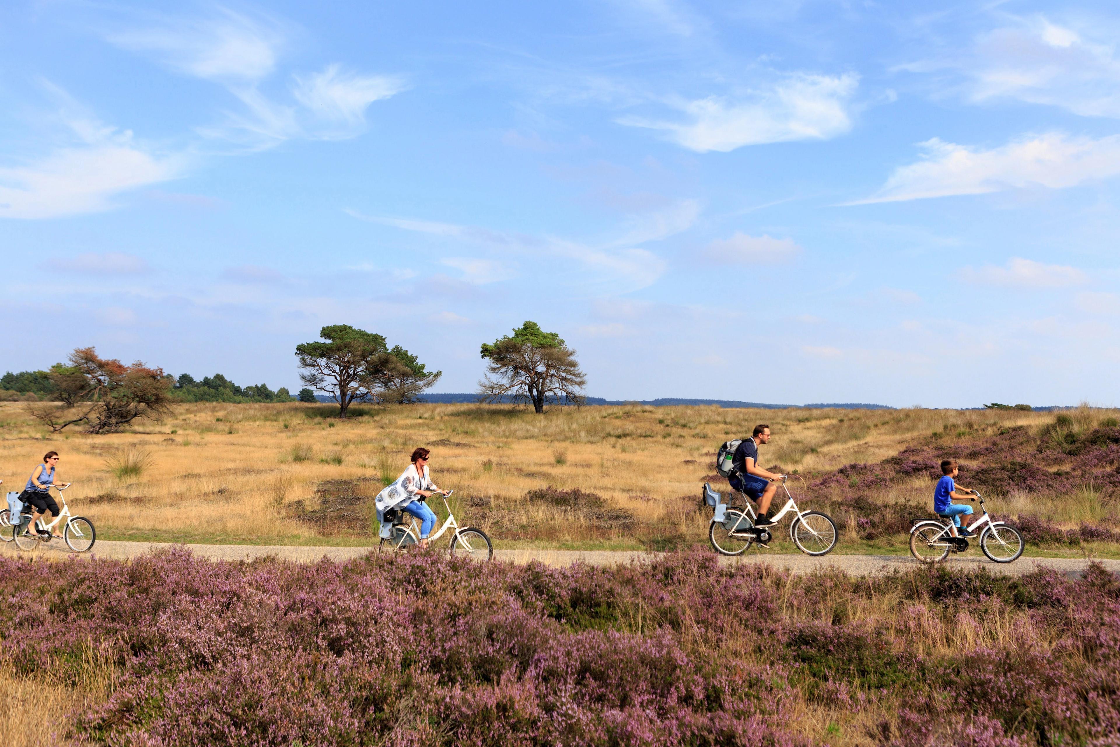 Vier bezoekers op een witte fiets in Het Nationale Park De Hoge Veluwe