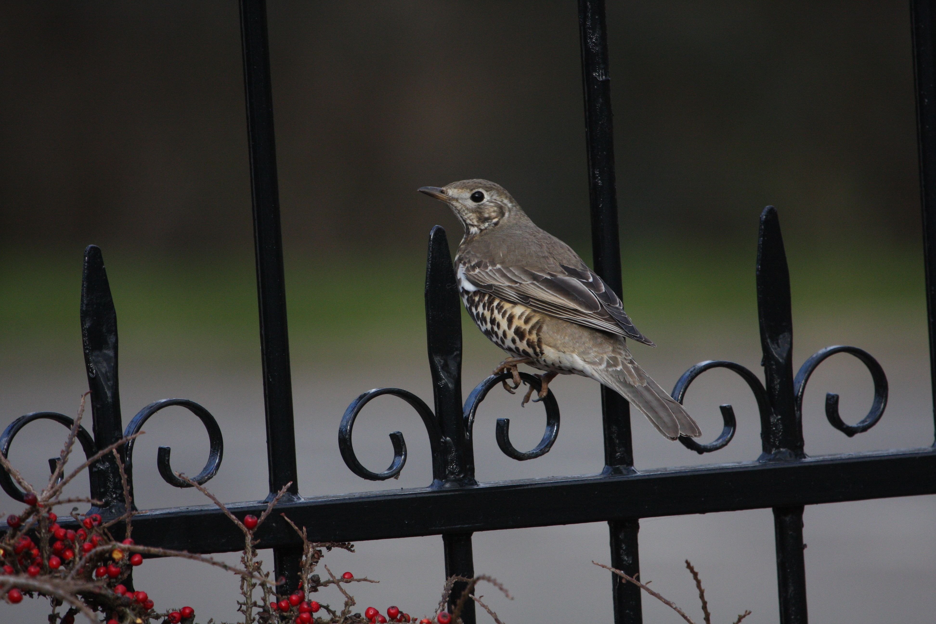 Auguries (Mistle Thrush)