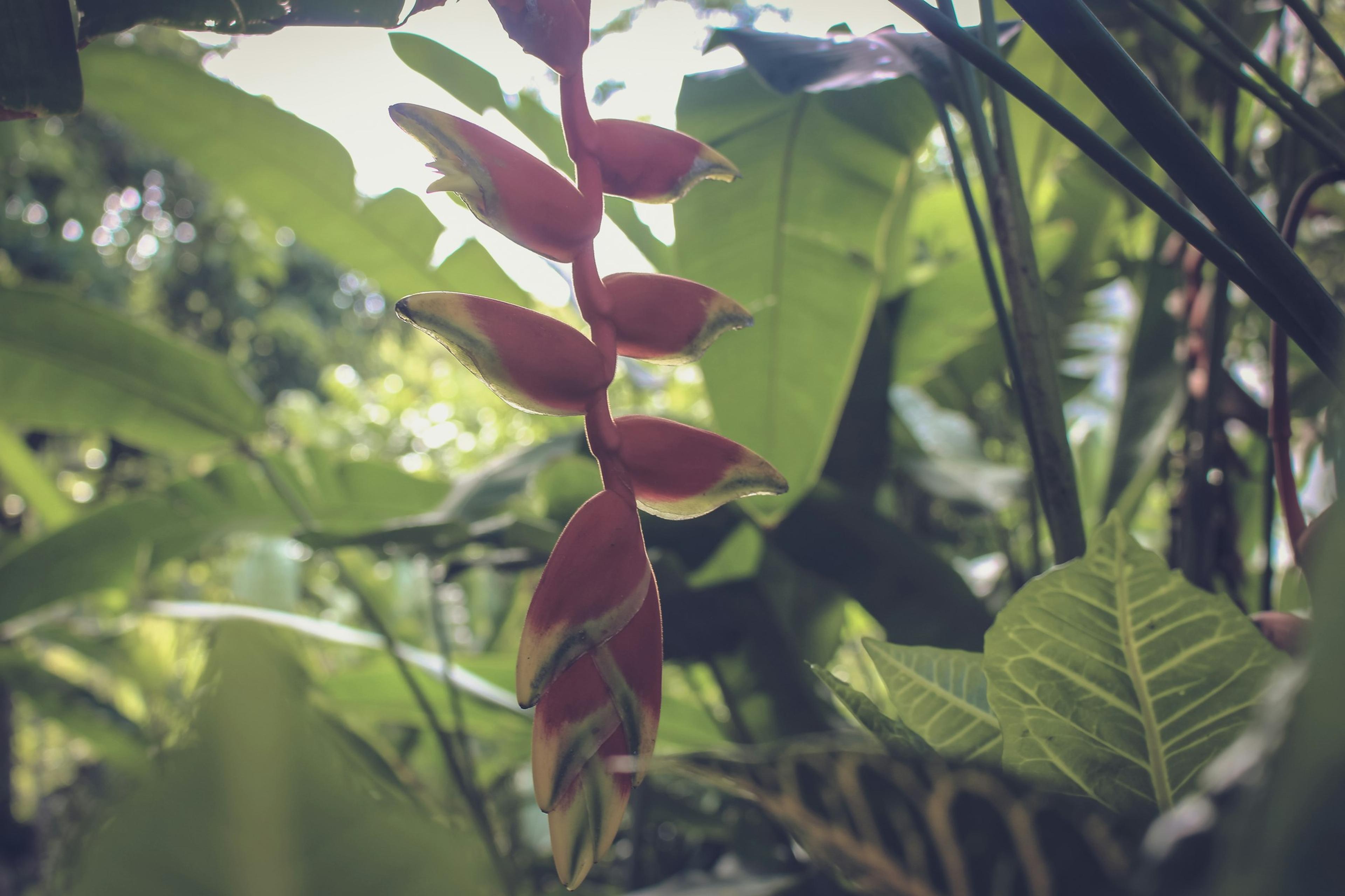 A red and yellow heliconia flower
