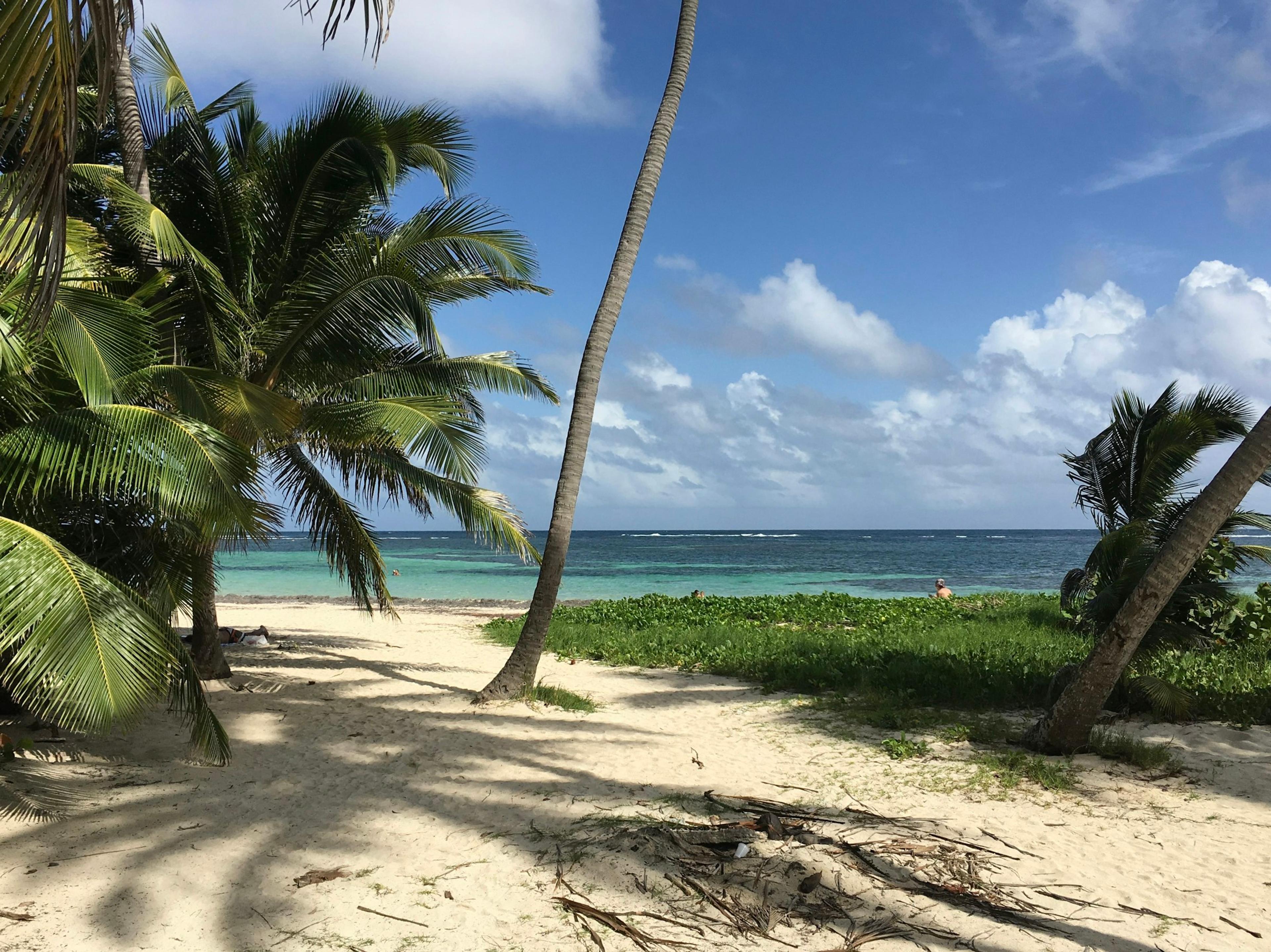 Palm trees on a white sand beach
