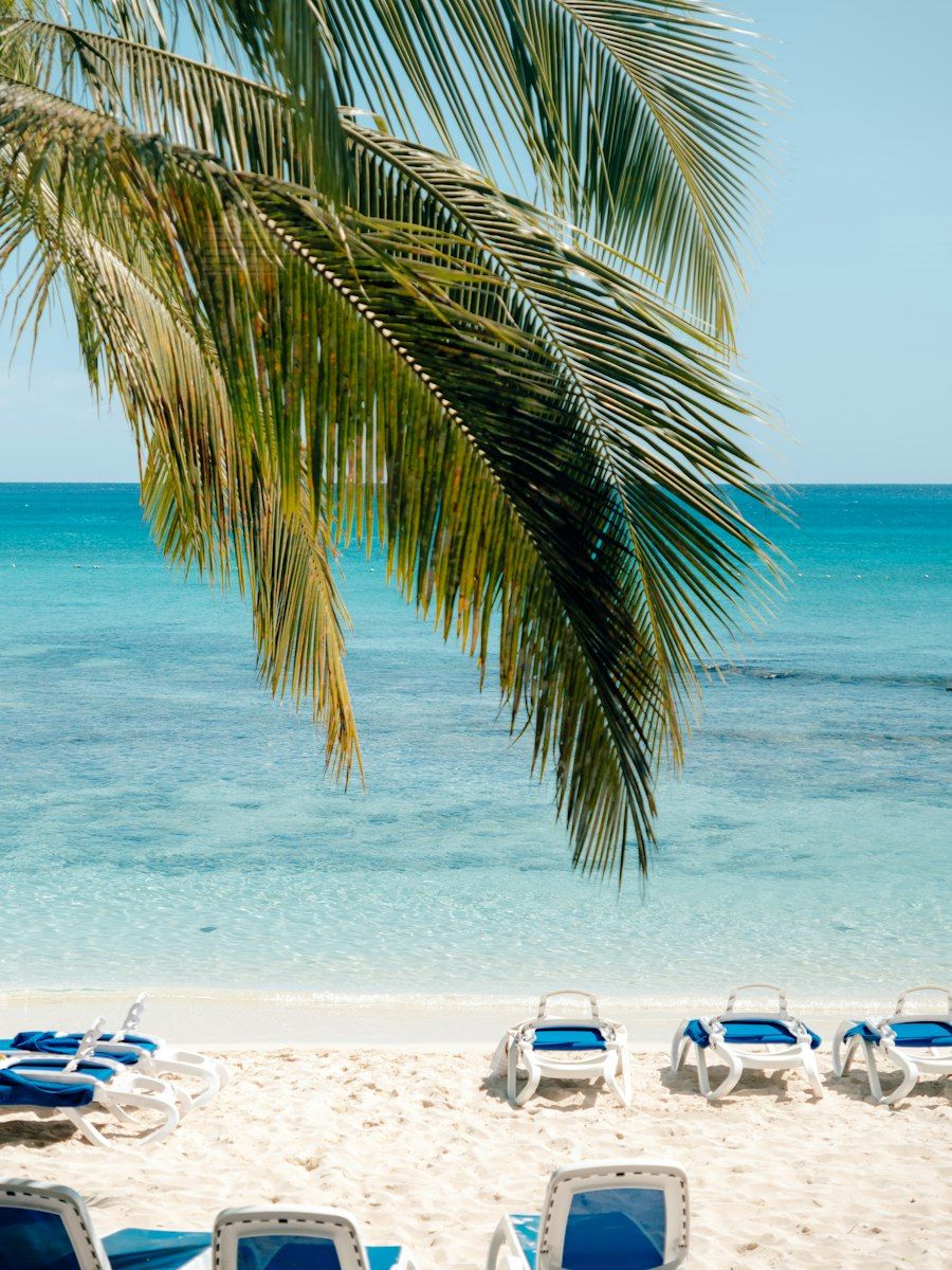 A palm tree above a white-sand beach and turquoise sea