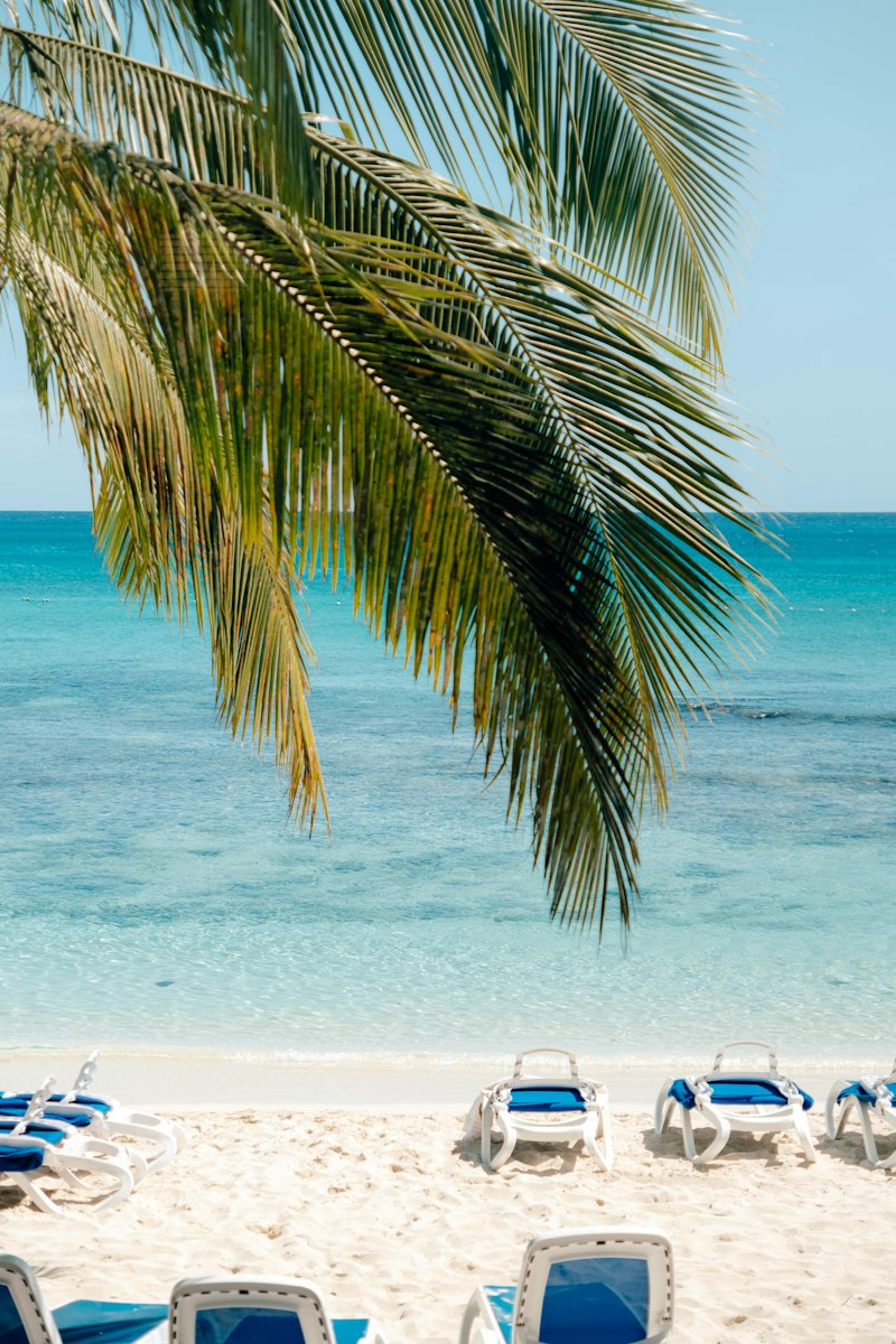 A palm tree above a white-sand beach and turquoise sea