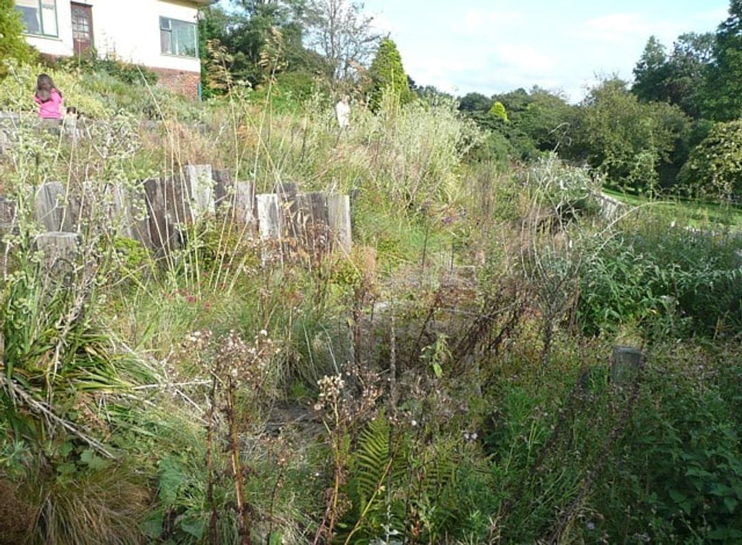 Wild garden - UK