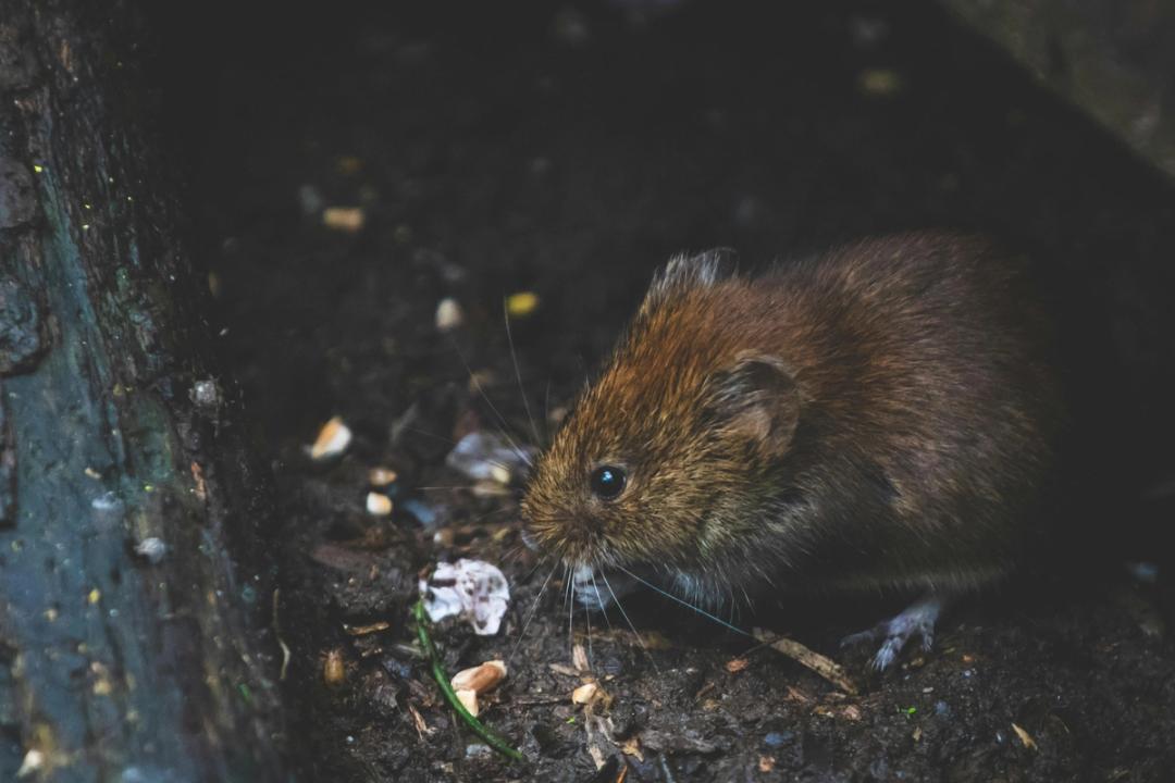 picture of a brown rat