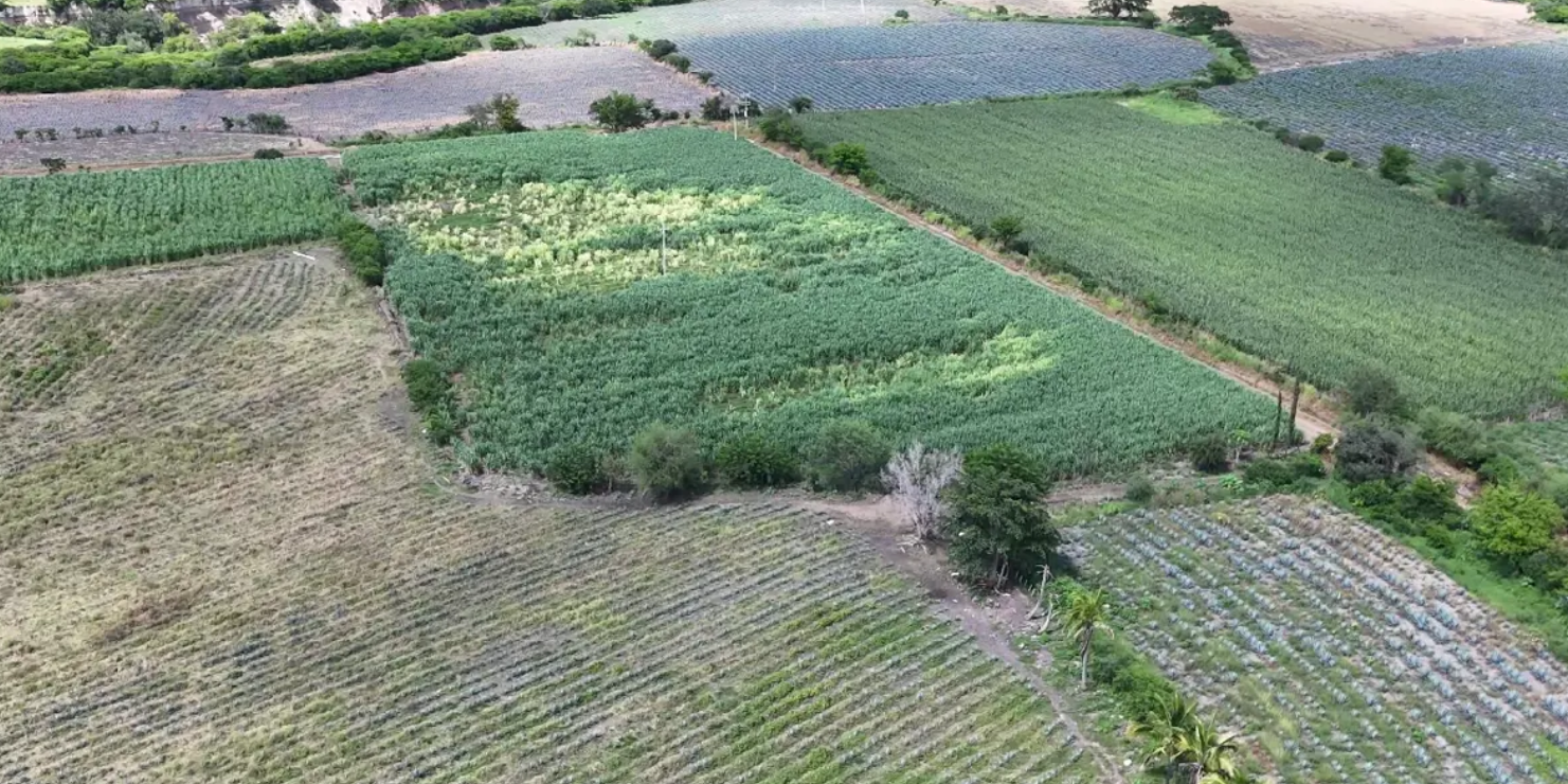 CAÑA EN SAN MIGUEL, MUNICIPIO DEL LIMON, JAL. - Imagen 1