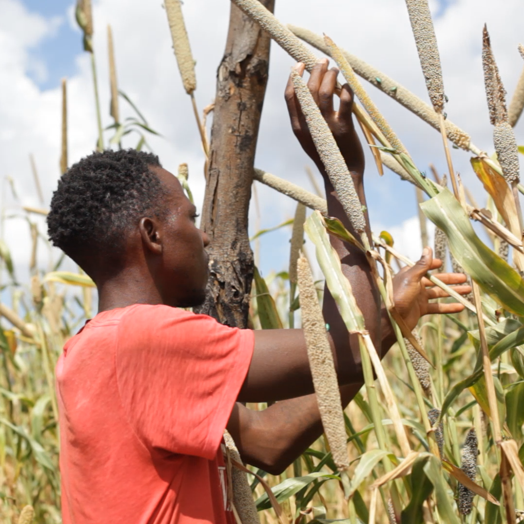 Clance Mutonga, a resident of Mukuni Village, explains how Mati helped him protect his crops from pest damage.