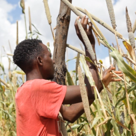 Clance Mutonga, a resident of Mukuni Village, explains how Mati helped him protect his crops from pest damage.