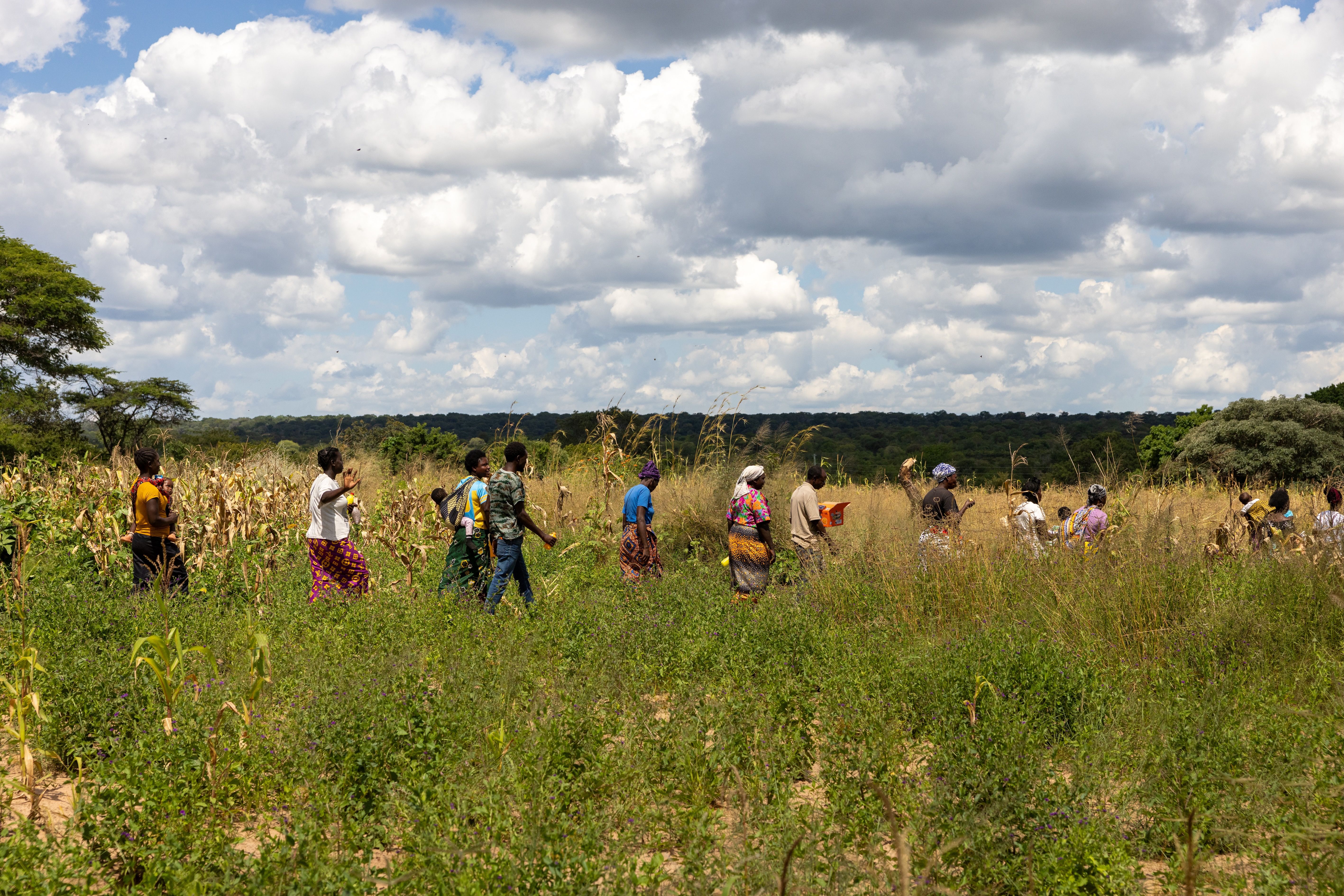 Two women farmers in India harvest crops