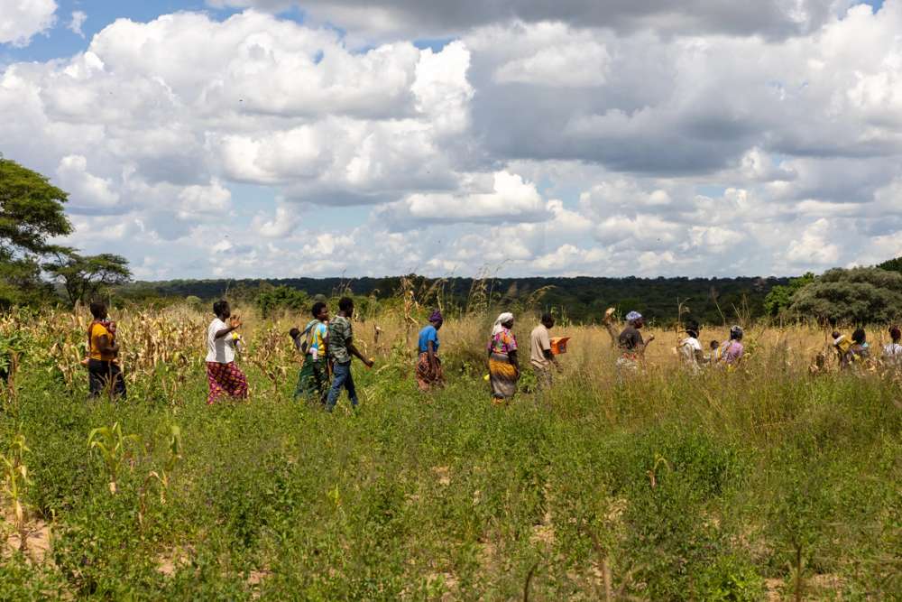 Two women farmers in India harvest crops