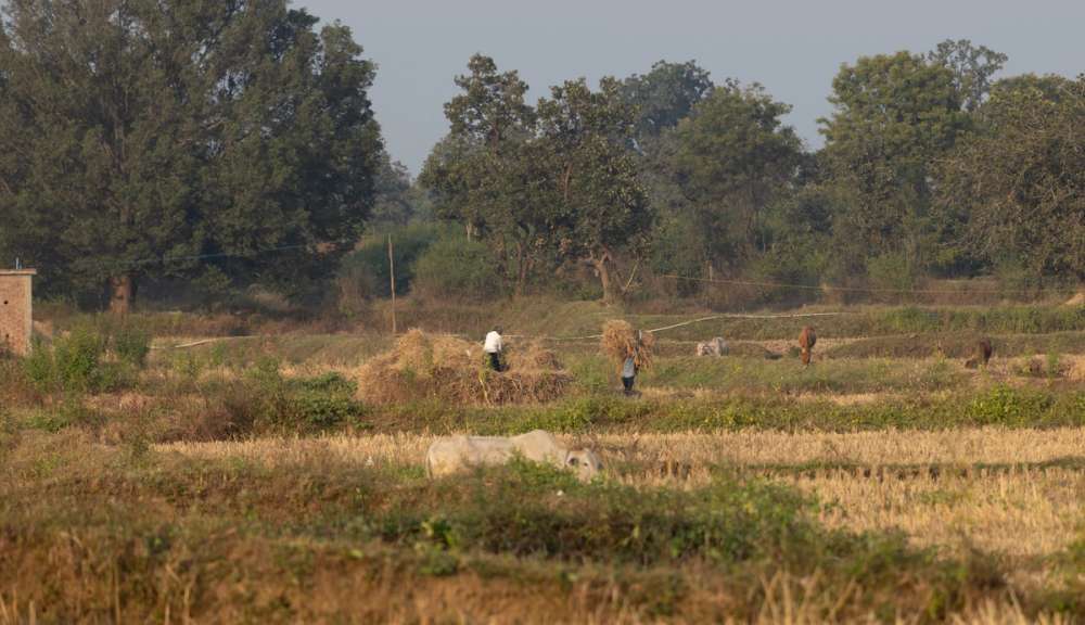 Farmers in field