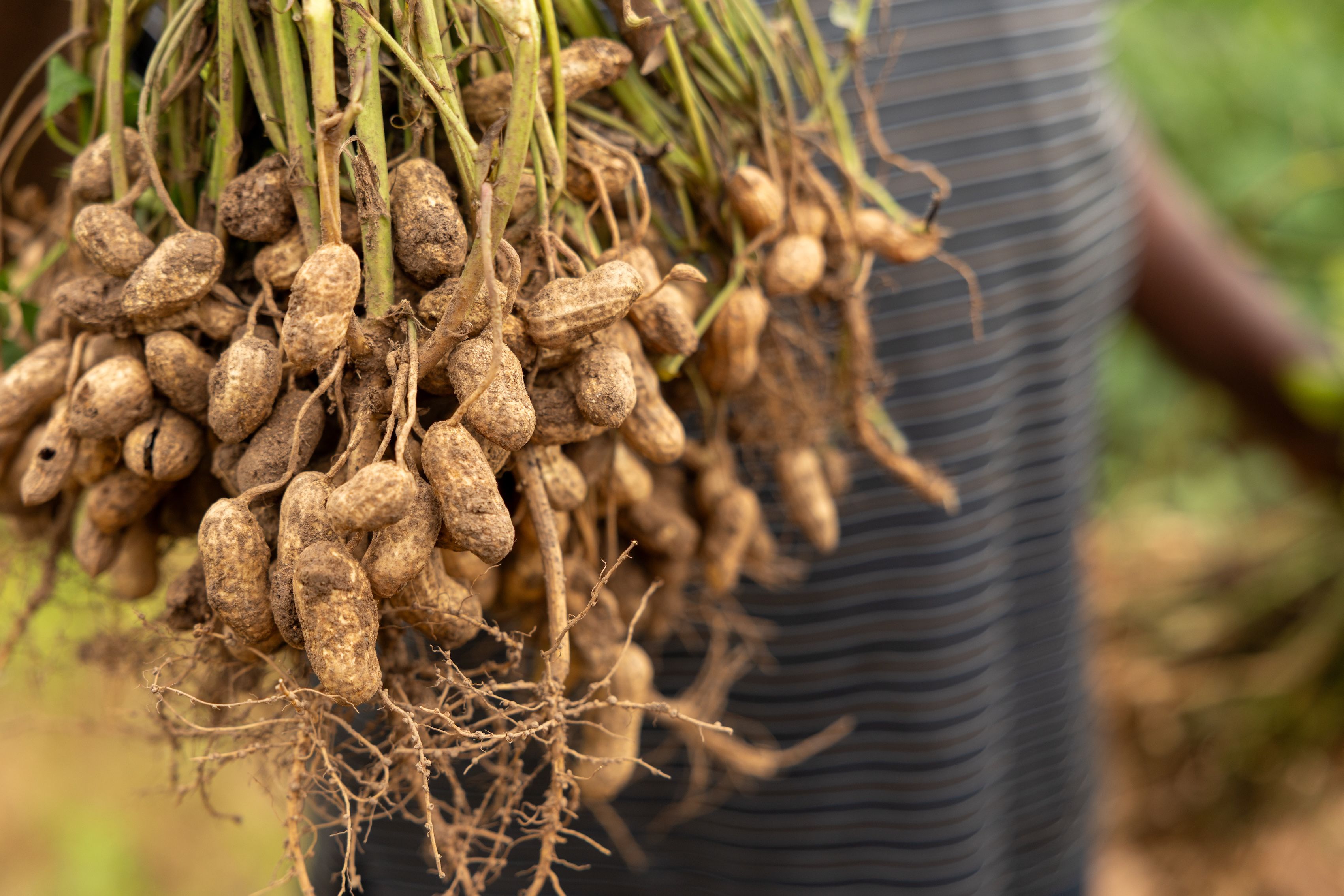 Farmers harvesting