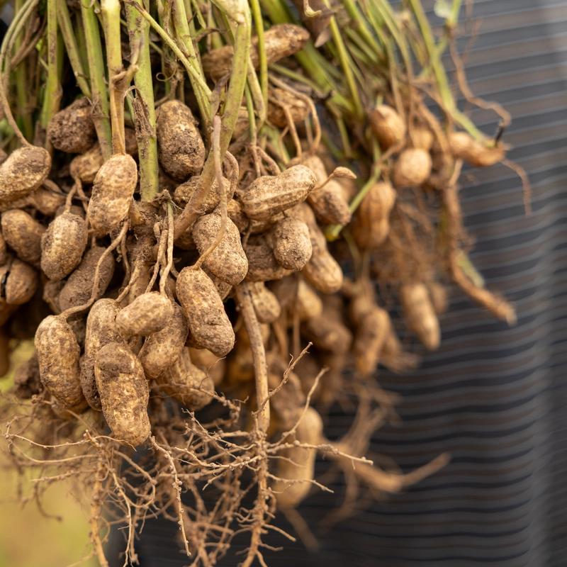 Farmers harvesting