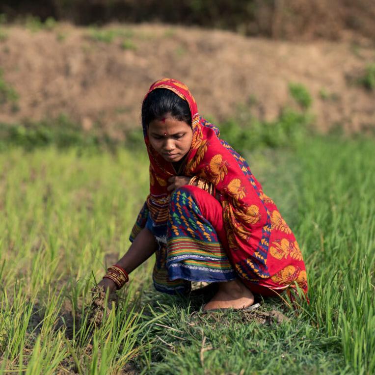 Urmila Devi inspects her crops