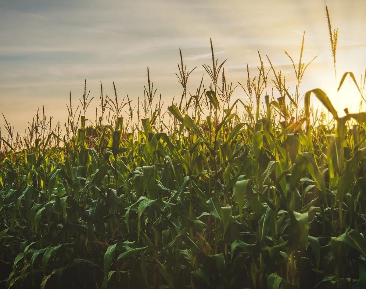 Corn field with sunlight shining through