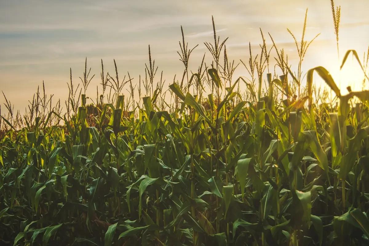 Corn field with sunlight shining through
