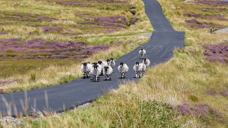 Holiday Villages Ireland: No.1 Charming Seaside and Rural Getaways