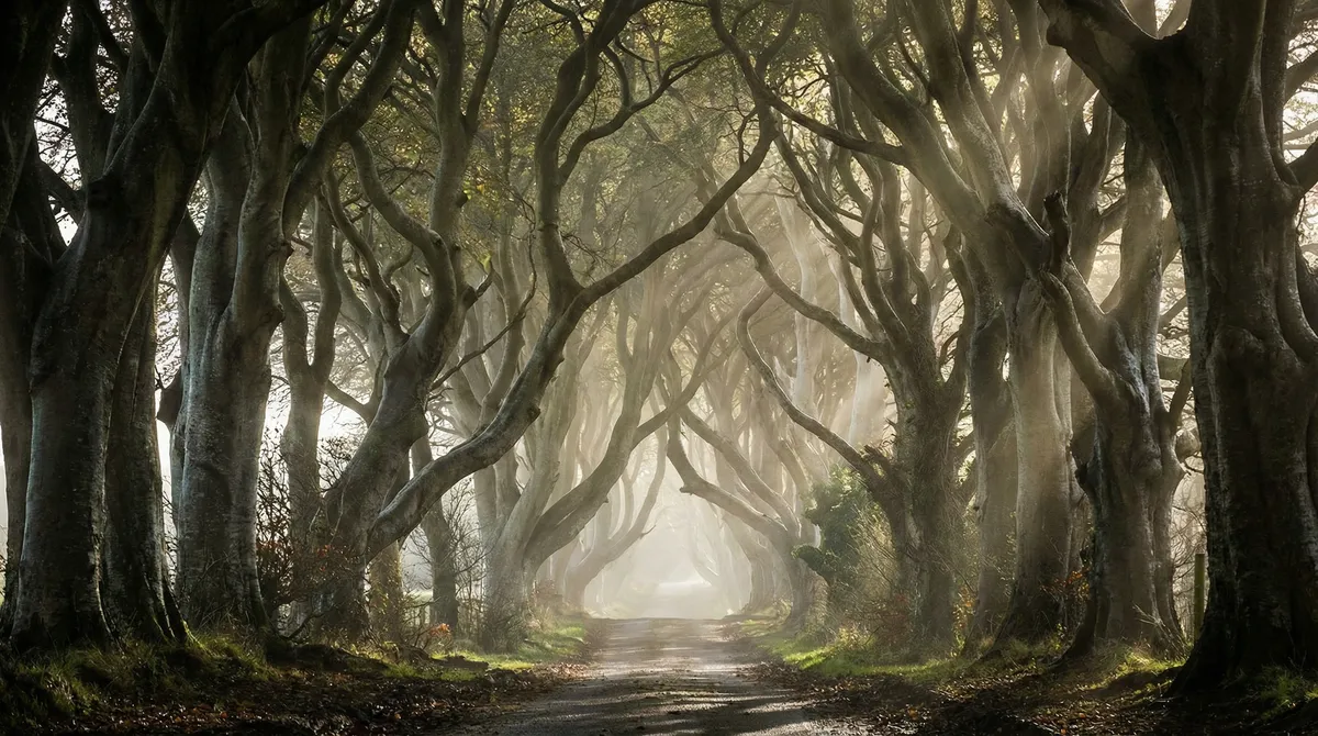 The iconic Dark Hedges tunnel of beech trees