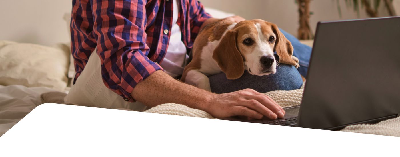 Person working on a laptop at home with a beagle resting beside them