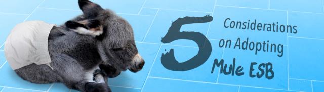 5 Considerations on Adopting Mule