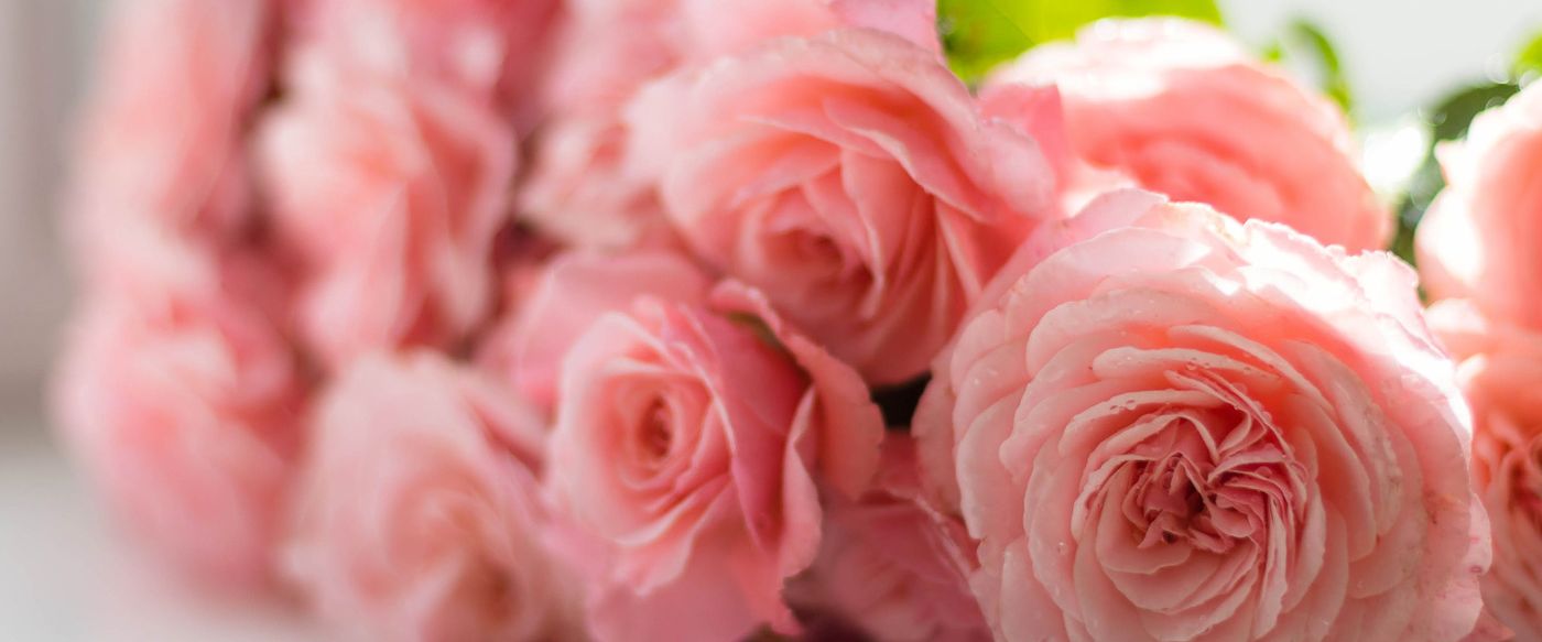 Close-up of a bouquet of pink roses