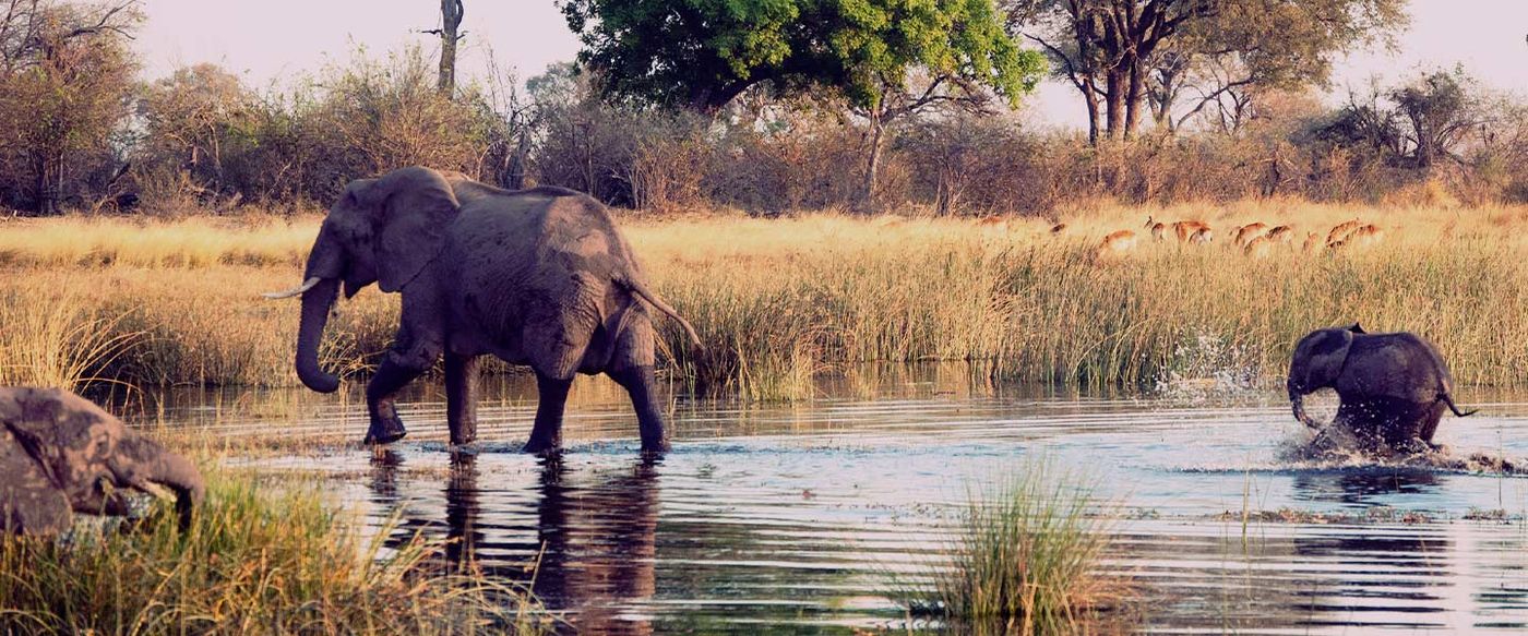 Elephants wade through a river with antelope grazing in the grassland beyond