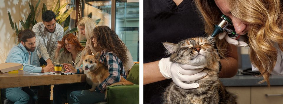 Friends gathered around a dog at a cafe table beside a vet examining a cat's ear