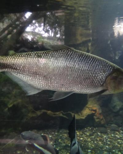 Doradas - pesca deportiva variada en Antioquia