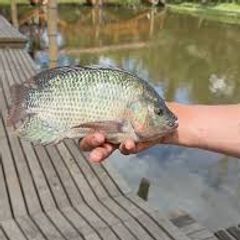 Tilapia Nilotica - pesca deportiva en Marinilla