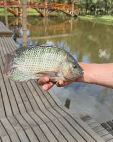 Tilapia Nilotica - pesca deportiva en Marinilla