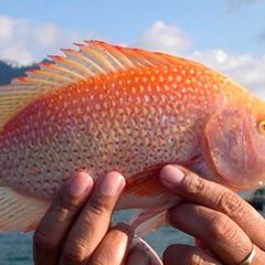 Tilapia Roja - especie de pesca disponible en Laguna Escondida