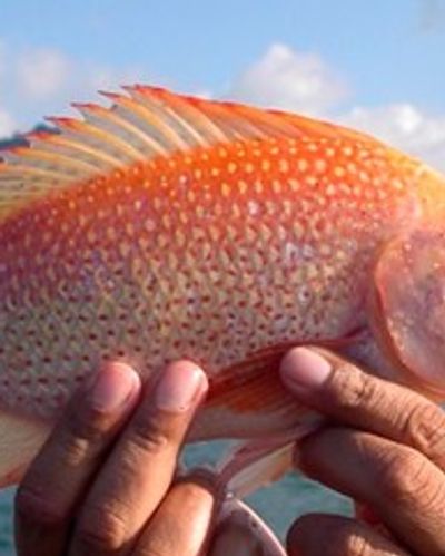 Tilapia Roja - especie de pesca disponible en Laguna Escondida