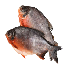 Cachama - especie de agua dulce en lago de Marinilla