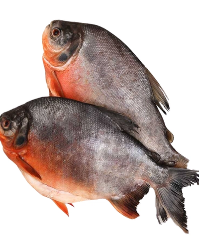Cachama - especie de agua dulce en lago de Marinilla