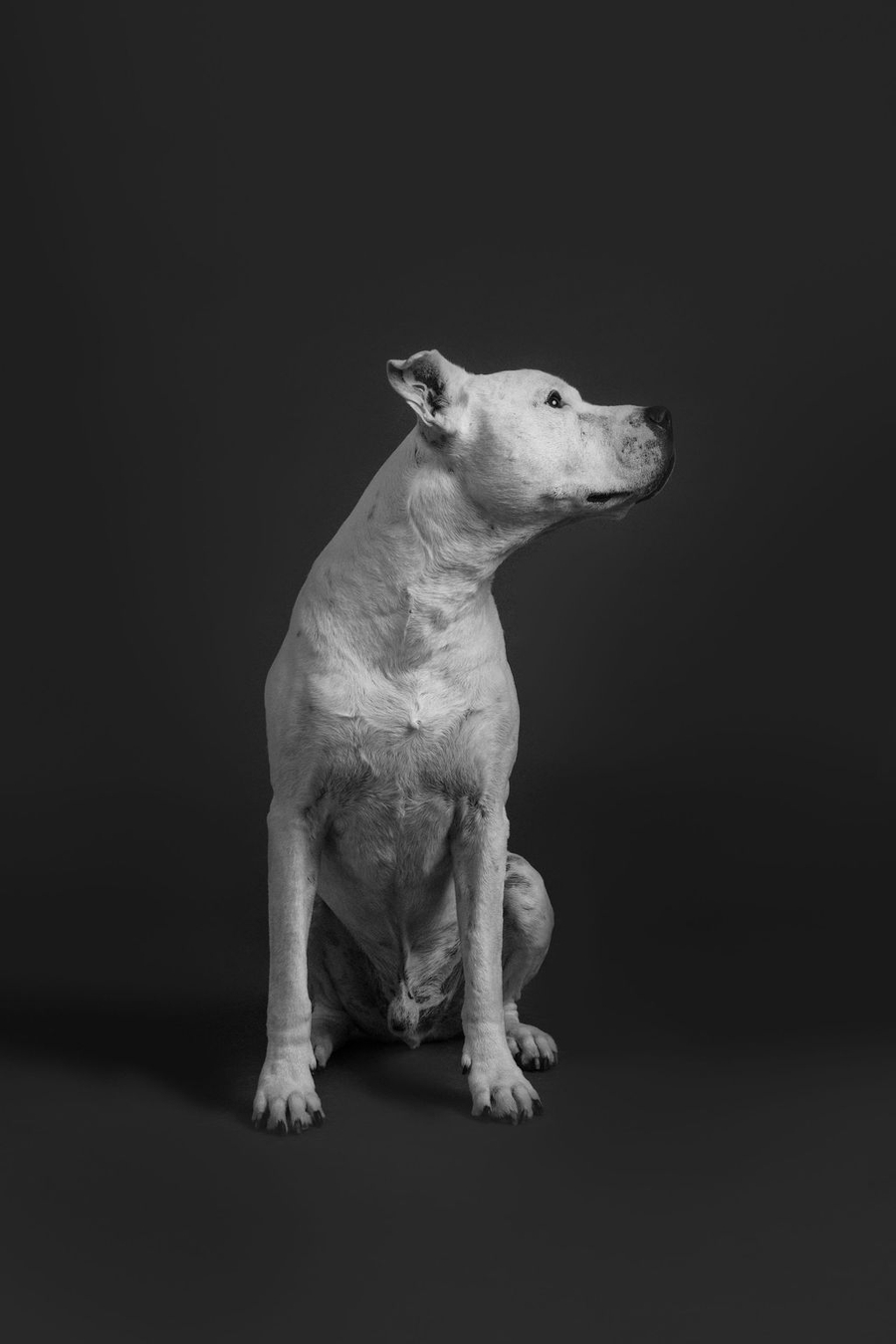 Santo | Latente Studio