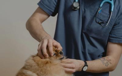 Comment devenir vétérinaire ?