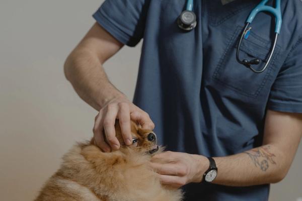 Comment devenir vétérinaire ?