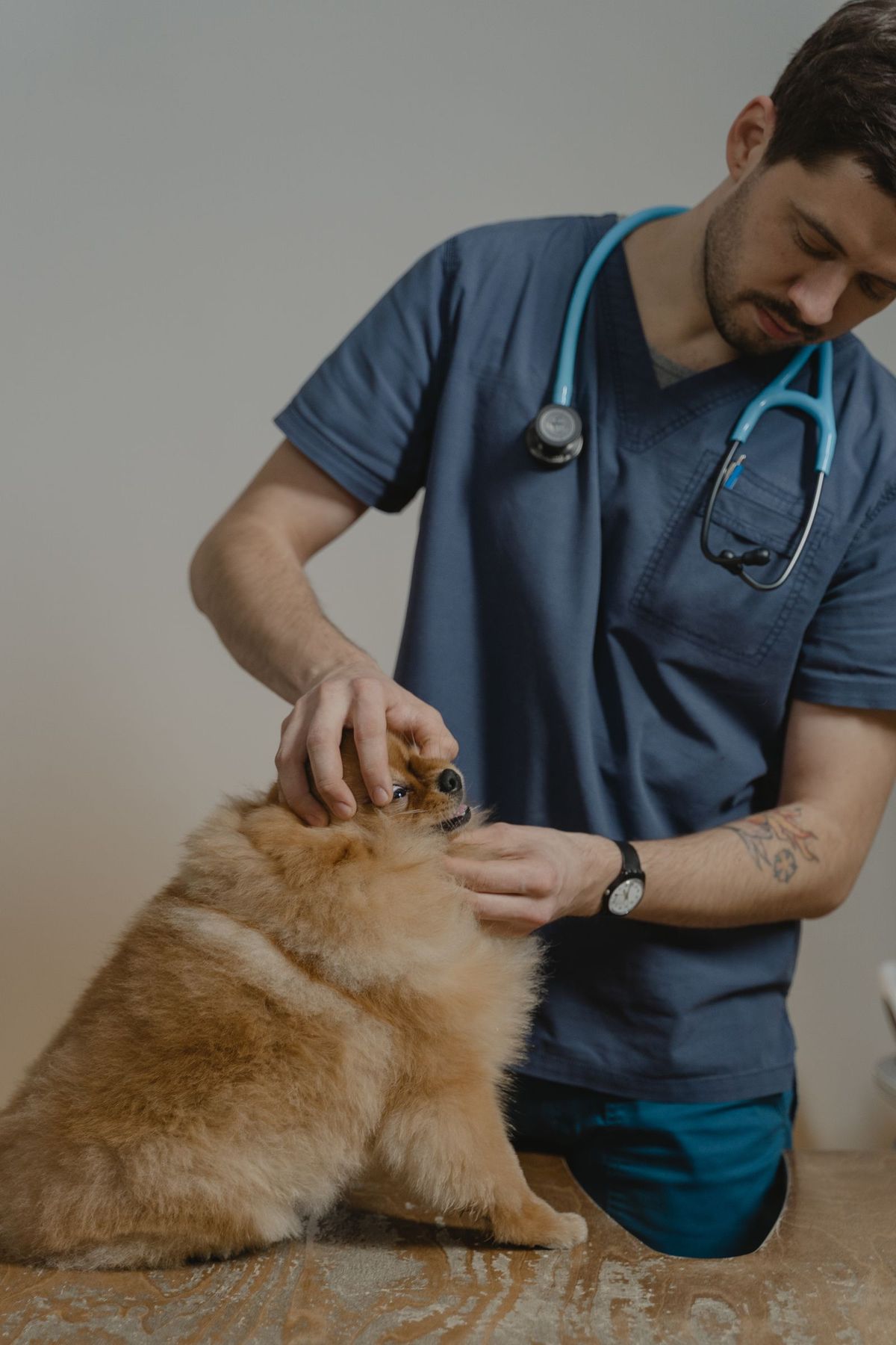 Vétérinaire examinant un animal dans sa clinique