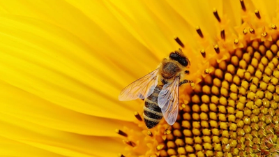 Comment-devenir apiculteur ?