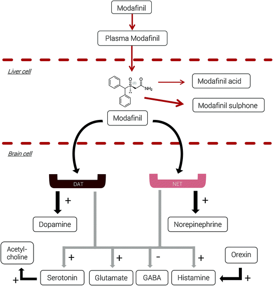 Modafinil for narcolepsy